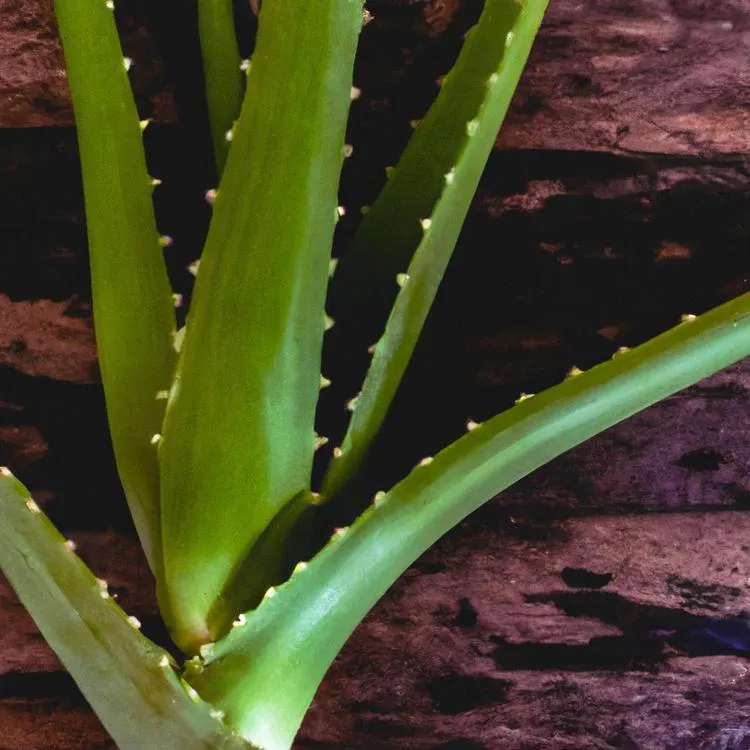 Czy aloes działa na opryszczkę?